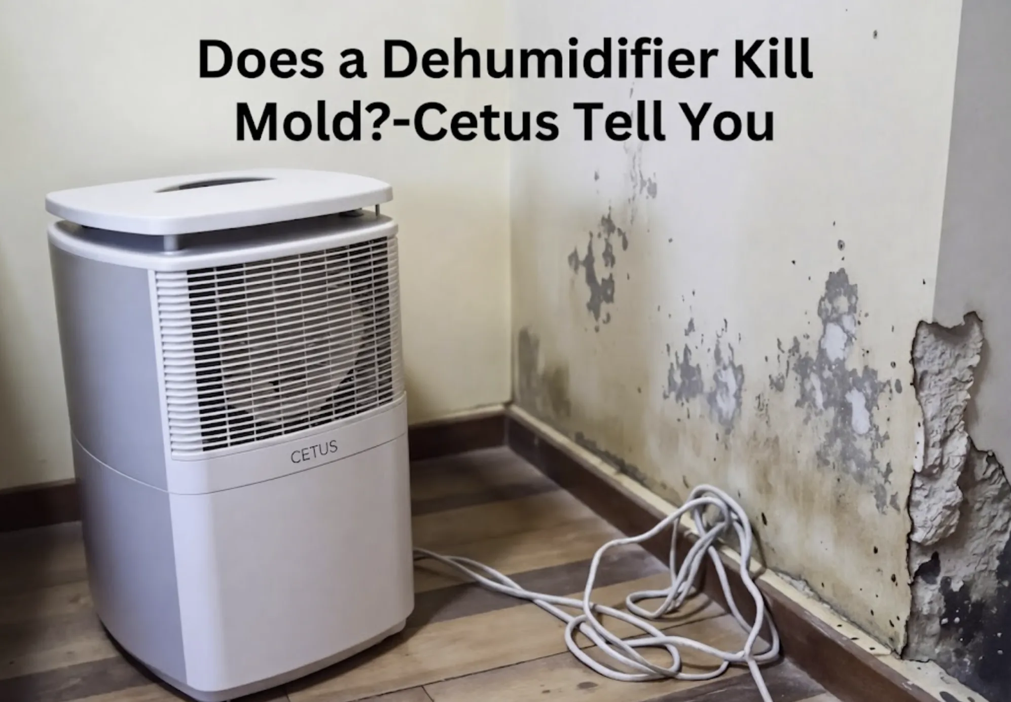 Does a Dehumidifier Kill Mold?